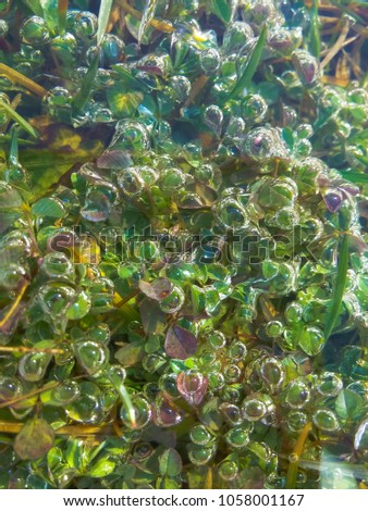 Freshwater aquatic plants visible through clear lake water Royalty-Free Stock Photo #1058001167