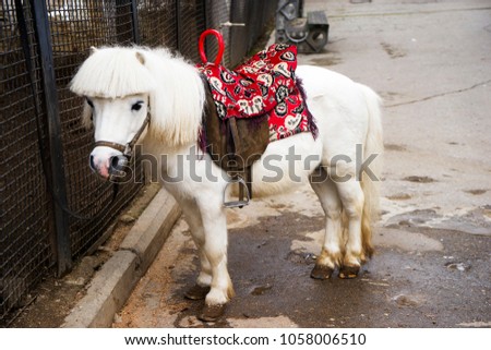 portrait of a white pony standing in the yard