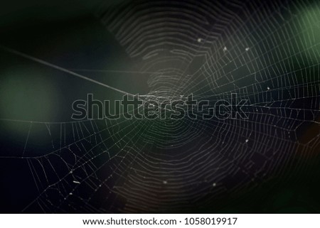 spider web in dark background, shallow dept of field.
