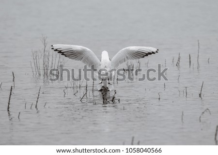 Mating Black headed gulls on lake