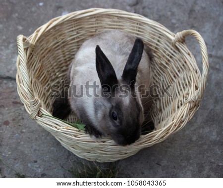 Domestic rabbit in the basket