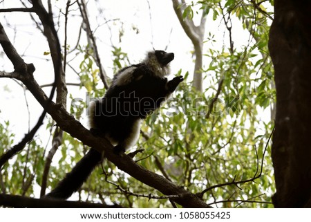 lemur in spain 