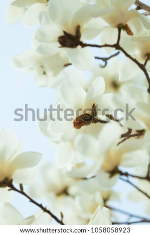 Magnolia flowers background