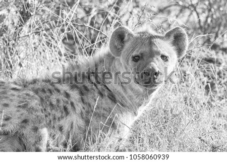 Spotted Hyena in hikey black and white