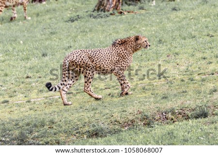 The cheetah  (Acinonyx jubatus)