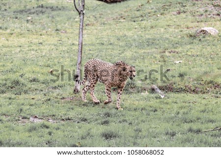 The cheetah  (Acinonyx jubatus)
