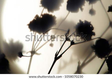 blurred contours plants