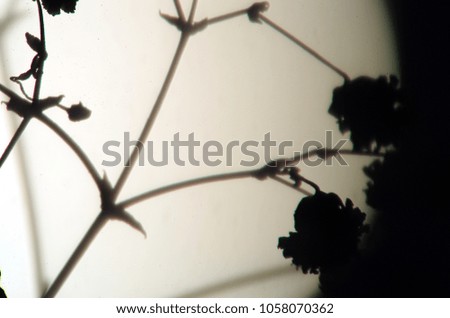 blurred contours plants