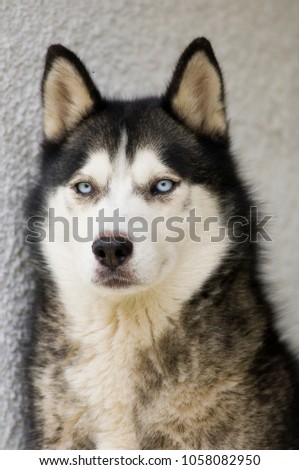 Portrait of Siberian Husky sitting