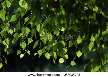 Birch branches with backlit green leaves 