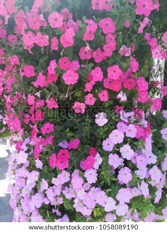 Background texture of pink flowers.
