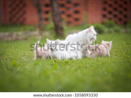 White, red, grey kittens sitting in  the basket, on the grass, on the carpet, playing, sleeping. A girl looking at the blind kittens sleeping in the basket. 