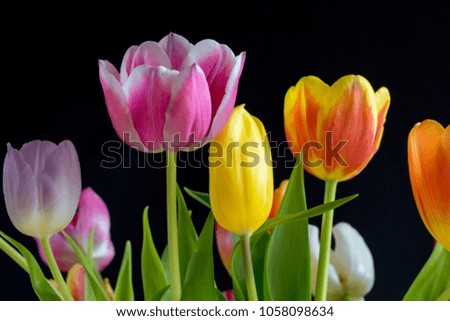 Spring flowers. Multicolor blooming tulips close up on the black background. Macro photography