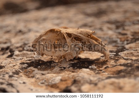 skull of a rabbit