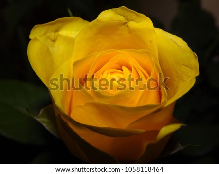 One yellow rose flower head