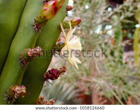 macro closeup of beautiful green cactus white soft tender flower from a genus Cereus Pachycereus with its white thorns