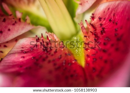 Dew on a Stargazer lily in a sunset light
