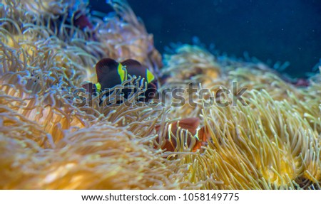 clownfish in coral bank in the sea