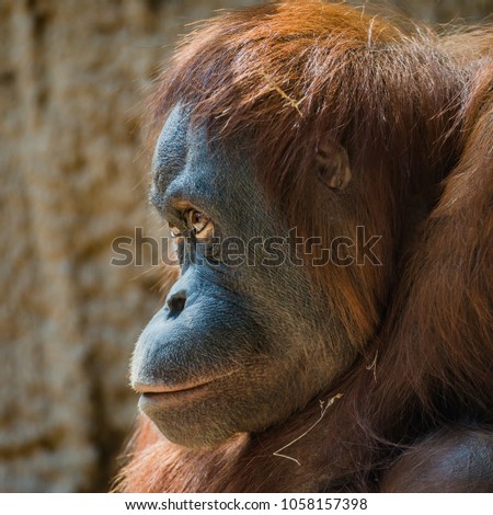 Portrait of depressed Asian orangutan, male, adult