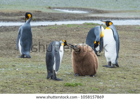 King Penguins with chick