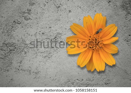 Yellow flower on rough concrete background.