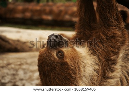 Sloth hanging on a tree