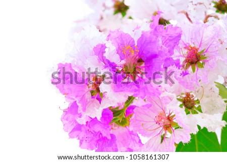 Selective soft focus Colored flower on white background.
