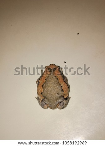 A banded bullfrog sitting in a sink, creating a nice white background; picture taken in Koh Samui, Thailand.