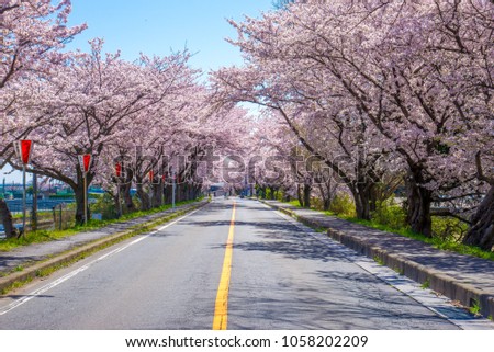 cherry blossoms in japan Royalty-Free Stock Photo #1058202209