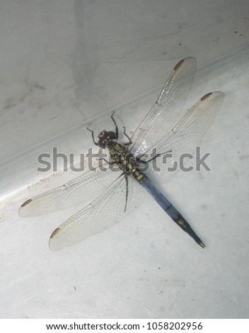 A close-up photograph of a large Dragonfly in Brisbane, Australia. 