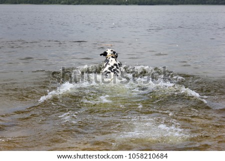 Funny dog, dalmatian, swims for a stick on the lake. Clear transparent water, wild nature, sunny summer day.