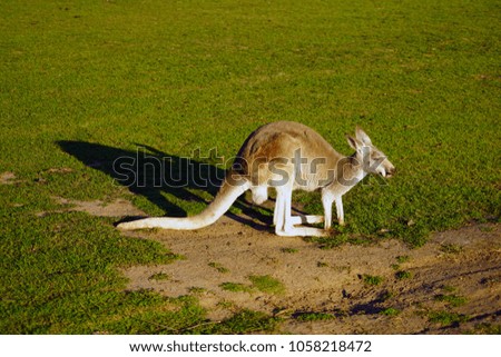 A kangaroo on the grass in a park in Australia