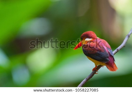Rufous-backed Kingfisher (Ceyx Rufidorsa), smallest species of Kingfisher bird with red and yellow color on the tree branch with green bokeh nature background.Colorful bird with bokeh background.