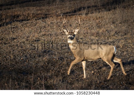 A mature Mule deer (Odocoileus hemionus) buck on the prairies of Saskatchewan, Canada