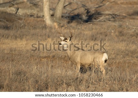A  Mule deer (Odocoileus hemionus) buck on the prairies of Saskatchewan, Canada