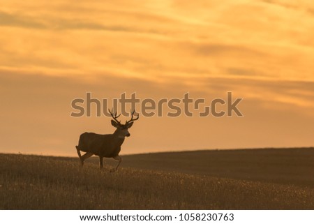 A mature Mule Deer (Odocoileus hemionus) buck running over a hill in beautiful golden light