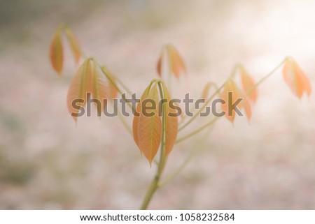 spring plant  nature outdoor relax photo  background  