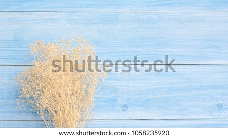 Dry Gypsophila flower on a blue wooden table.