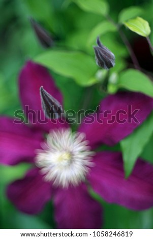 Elegant clematis flower on a background of green leaves. Spring clematis flower on natural bokeh background. Colorful artistic image of clematis flowers isolated on a blurry background. 