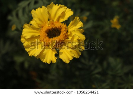 Yellow marigold in the park