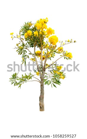 Tree of gold Paraguayan silver trumpet isolated on white background with Clipping Path