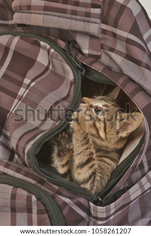 The striped kitten gets out of the checkered backpack