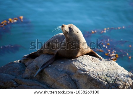 A seal catches the last of the afternoon sun at Katiki Point, Moeraki, NZ. 2017 Royalty-Free Stock Photo #1058269100