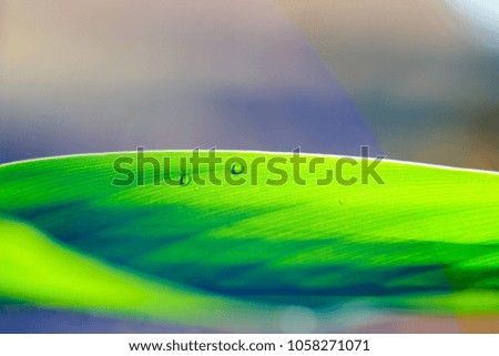 Abstract vintage style picture of water drops on green banana leaf background, selected focus 