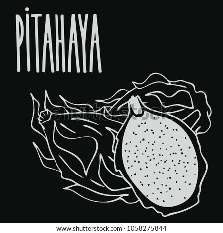 Isolate ripe pitaya or pitahaya as chalk on blackboard. Close up clipart in chalkboard style. Hand drawn icon. Vector illustration