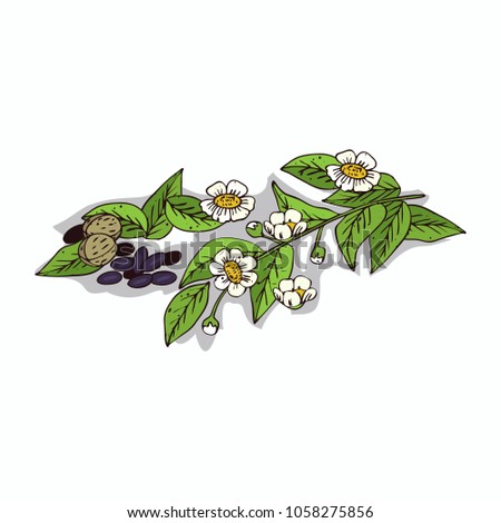 Isolated clipart of plant Camellia on white background. Botanical drawing of herb Camellia oleifera with flowers and leaves, seeds. Raster version of illustration