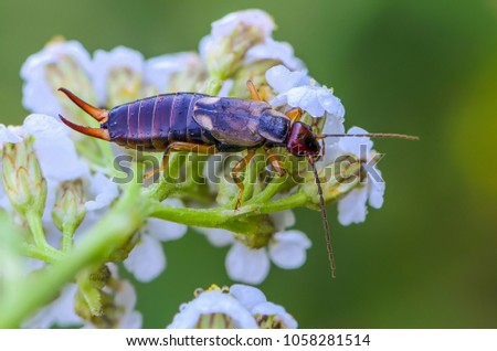 An unusual insect named earwig with two thorns on the end of the trunk sits on a white flower