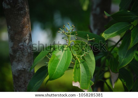 Cinnamomum verum The perennial is small, deciduous, bark, trunk is gray and thick. Branches parallel to the ground and set up. The leaves are oval. Pointed red, green, bouquet of flowers. Royalty-Free Stock Photo #1058285381