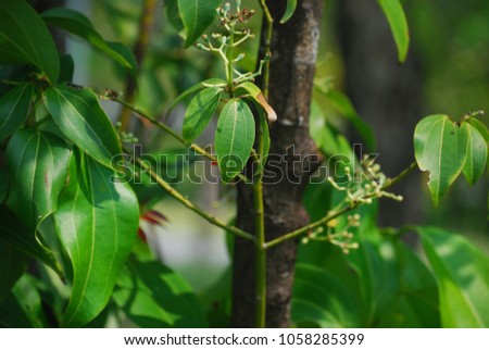 Cinnamomum verum The perennial is small, deciduous, bark, trunk is gray and thick. Branches parallel to the ground and set up. The leaves are oval. Pointed red, green, bouquet of flowers. Royalty-Free Stock Photo #1058285399