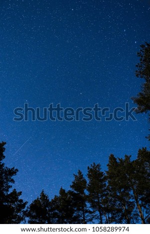 night forest sky